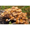 纯天然野生蘑菇