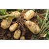 马铃薯红薯专用有机肥