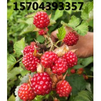 红树莓品种丰满红